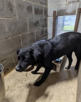 Penny -  Mixed Breed Dog for Adoption in Shelbyville, Tennessee - Penny | PetCurious