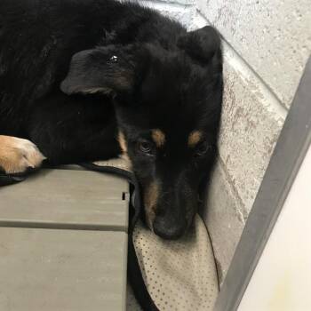 German Shepherd Dog and Mixed Breed Dogs Available for Adoption in Albuquerque, New Mexico - PUMPKIN | PetCurious