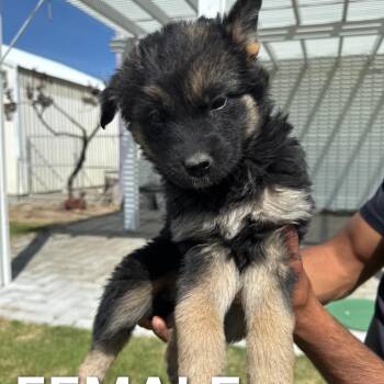 German Shepherd Dog and Great Pyrenees Dogs Available for Adoption in Tacoma, Washington - Frozen Yogurt | PetCurious