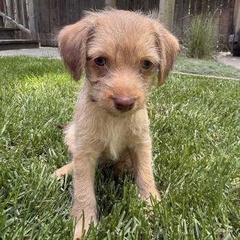 Boone -  Mixed Breed Dog for Adoption in Hailey, Idaho - Boone | PetCurious