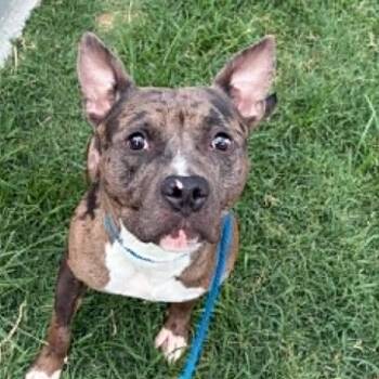 Dylan -  Pit Bull Terrier and Mixed Breed Dog for Adoption in Concord, North Carolina - Dylan | PetCurious