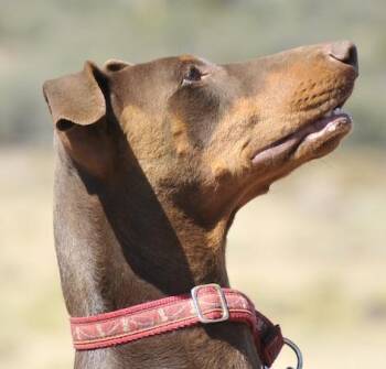 Meghda -  Doberman Pinscher Dog for Adoption in Tehachapi, California - Meghda | PetCurious