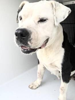 MISSY -  Pit Bull Terrier Dog for Adoption in Houston, Texas - MISSY | PetCurious