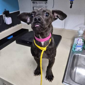 Dachshund and Mixed Breed Dogs Available for Adoption in Ardmore, Oklahoma - Lizzie | PetCurious