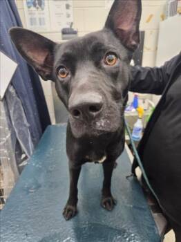 Labrador Retriever and Mixed Breed Dogs Available for Adoption - MIDNIGHT | PetCurious