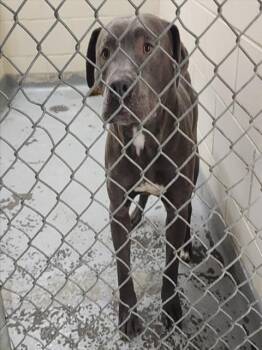 Pit Bull Terrier and Mixed Breed Dogs Available for Adoption - DENNIS | PetCurious