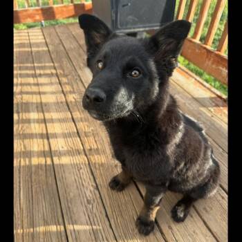 Mixed Breed Dogs Available for Adoption in Park City, Utah - Justice | PetCurious