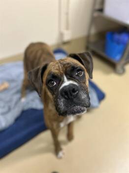 Rescue Boxer Dogs for Adoption in Kuna, Idaho - KAHLEESI | PetCurious