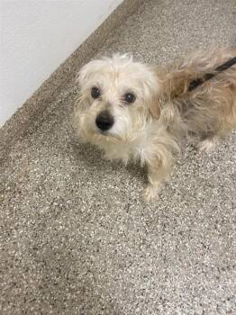 Bowie -  Jack Russell Terrier and Schnauzer Dog for Adoption in Vancouver, Washington - Bowie | PetCurious