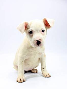 Labrador Retriever and Dutch Shepherd Dogs Available for Adoption in Morton Grove, Illinois - Cheese | PetCurious