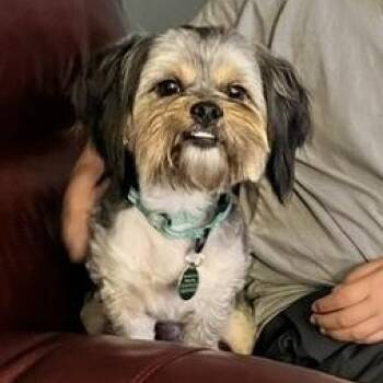 Benji -  Shih Tzu Dog for Adoption - Benji | PetCurious