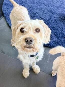 Terrier and Poodle Dogs Available for Adoption in El Segundo, California - CHOWDER | PetCurious