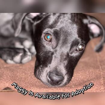 Rescue Black Labrador Retriever Dogs for Adoption in Plano, Texas - Maggy | PetCurious