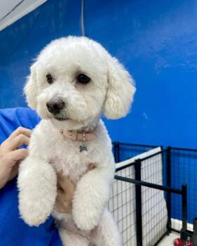 Carley & Miley -  Bichon Frise Dog for Adoption in Hartwell, Georgia - Carley & Miley | PetCurious