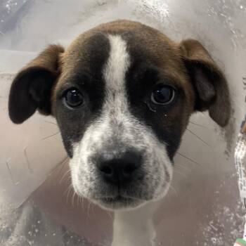 Mixed Breed and Boxer Dogs Available for Adoption in Blairsville, Georgia - Bram | PetCurious