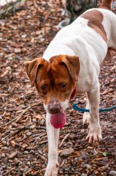 Fruit Loop -  Mixed Breed Dog for Adoption in Cincinnati, Ohio - Fruit Loop | PetCurious