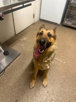 German Shepherd Dog Dogs Available for Adoption in Fruit Heights, Utah - Anubis | PetCurious