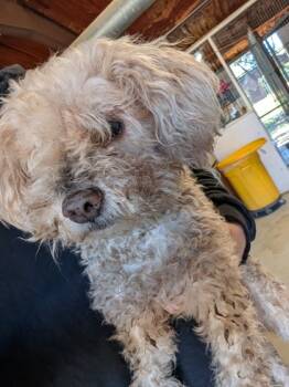 Rescue Mixed Breed Dogs for Adoption in Leander, Texas - Hot Sauce | PetCurious