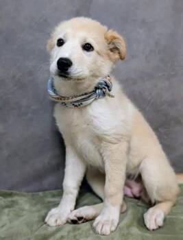 Great Pyrenees and Mixed Breed Dogs Available for Adoption in Fort Worth, Texas - Moose | PetCurious