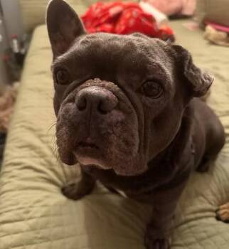 BlueBoy -  French Bulldog Dog for Adoption in Claremont, California - BlueBoy | PetCurious