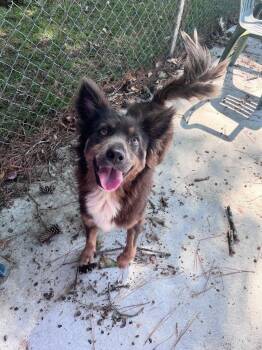 Maddie -  Mixed Breed Dog for Adoption in Raleigh, North Carolina - Maddie | PetCurious
