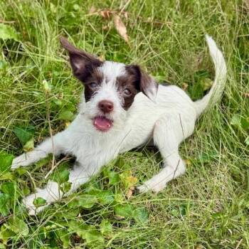 Xena: Warrior Princess -  Chihuahua and Poodle Dog for Adoption in Dayton, Ohio - Xena: Warrior Princess | PetCurious