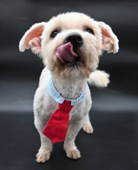 Maltipoo and Terrier Dogs Available for Adoption in Mobile, Alabama - Lorax. (Super Affectionate) | PetCurious