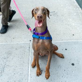 Silver -  Doberman Pinscher Dog for Adoption in New York, New York - Silver | PetCurious