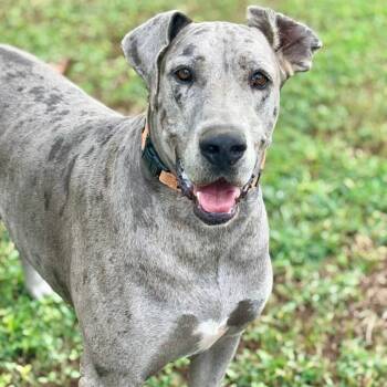 Rescue Great Dane Dogs for Adoption in Joppa, Alabama - Daisy | PetCurious