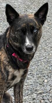 Shepherd and Husky Dogs Available for Adoption in Thompson, Pennsylvania - STORMY | PetCurious