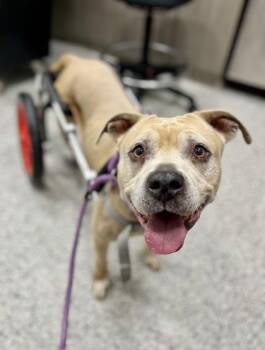 Lizzie Hotwheels -  Mixed Breed Dog Available for Adoption in Kansas City, Missouri - Lizzie Hotwheels | PetCurious