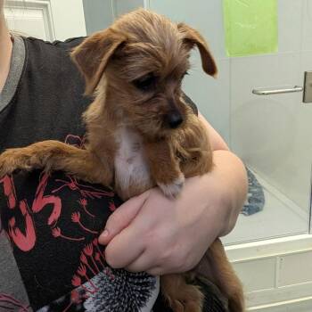 Norfolk Terrier Dogs Available for Adoption - ROWAN | PetCurious