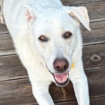 Kaily -  Labrador Retriever Dog for Adoption in Concord, California - Kaily | PetCurious