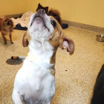 Dinosaurus -  Chihuahua and Pug Dog Available for Adoption in Bedford, New Hampshire - Dinosaurus | PetCurious