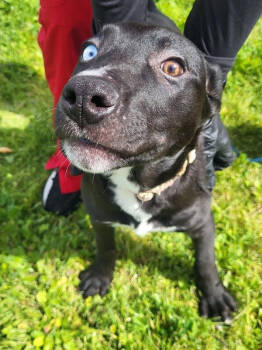 Rescue Pumi and Husky Dogs for Adoption in Stockton, California - Alice | PetCurious