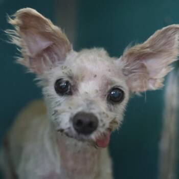 Terrier Dogs Available for Adoption in San Antonio, Texas - FRAPPE | PetCurious