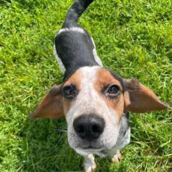 Rescue Beagle Dogs for Adoption in Northville, Michigan - Henry | PetCurious
