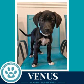 Labrador Retriever and Pit Bull Terrier Dogs Available for Adoption in Kimberton, Pennsylvania - Venus (Xena