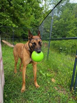 Maverick -  Belgian Shepherd Malinois Dog for Adoption in Sunbright, Tennessee - Maverick | PetCurious
