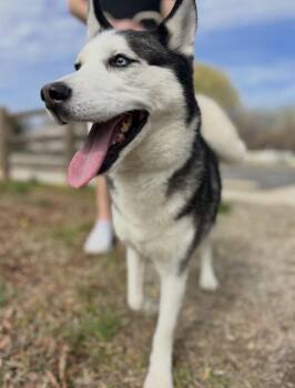Siberian Husky Dogs Available for Adoption - ALASKA | PetCurious