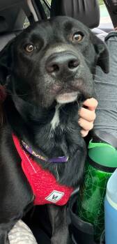Rufus -  Black Labrador Retriever Dog for Adoption in Nesquehoning, Pennsylvania - Rufus | PetCurious
