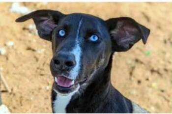 Catahoula Leopard Dog Dogs Available for Adoption in Washington, District Of Columbia - Barbie | PetCurious