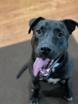 Rescue Labrador Retriever Dogs for Adoption in Ontario, California - Rhyno | PetCurious