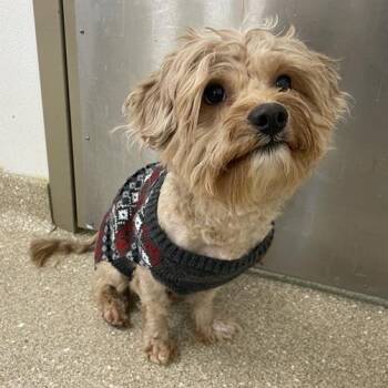 Shih Poo and Bichon Frise Dogs Available for Adoption - Milo | PetCurious