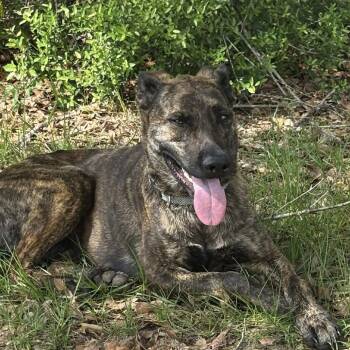Terrier Dogs Available for Adoption in Wiggins, Mississippi - Wren | PetCurious