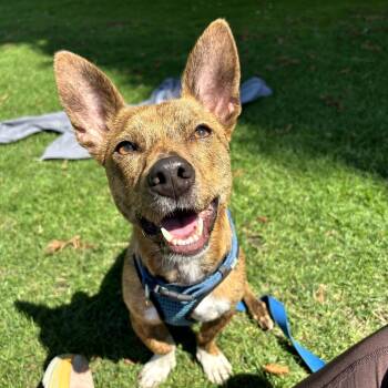 Rescue Dachshund and Terrier Dogs for Adoption in Sonoma, California - Sunny | PetCurious