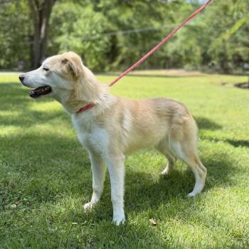 Trina -  Husky Dog for Adoption in Locust Fork, Alabama - Trina | PetCurious