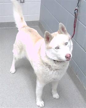 Siberian Husky and Mixed Breed Dogs Available for Adoption in Omaha, Nebraska - DARIA | PetCurious