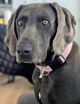 Weimaraner Dogs Available for Adoption - Faith 0126 | PetCurious