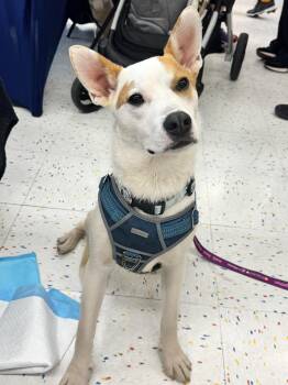 Australian Cattle Dog Blue Heeler and Cattle Dog Dogs Available for Adoption in Indian Springs Village, Alabama - Smalls | PetCurious